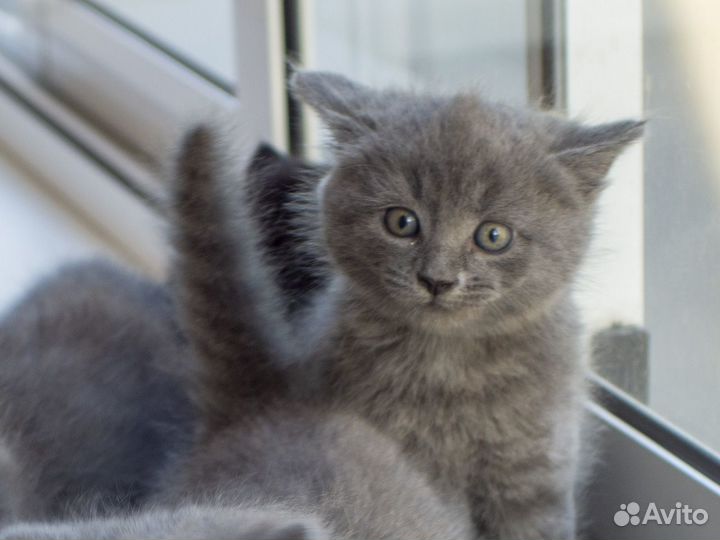 Серые пушистики