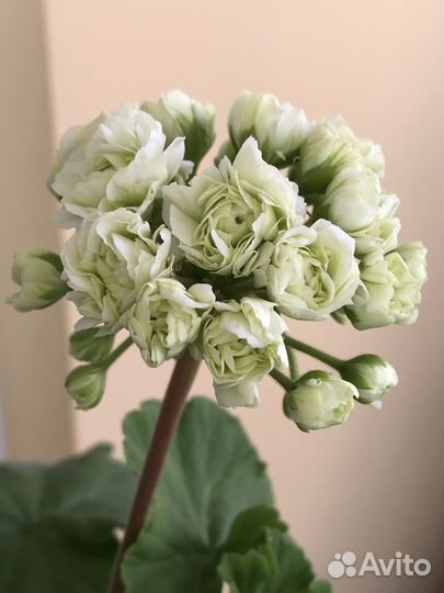 Пеларгонии (герани) сортовые