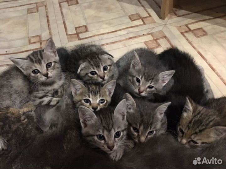 Котята в добрые руки