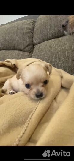 Щенки чорки