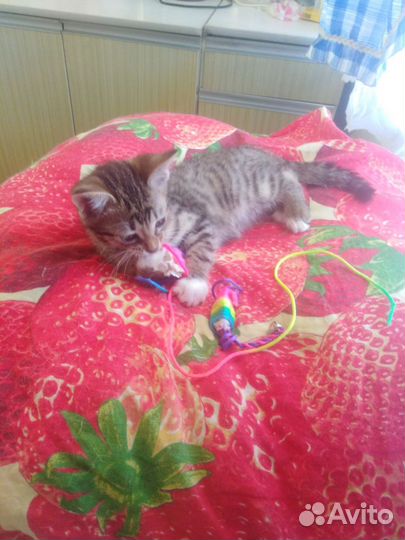 Котята 2.5 месяца