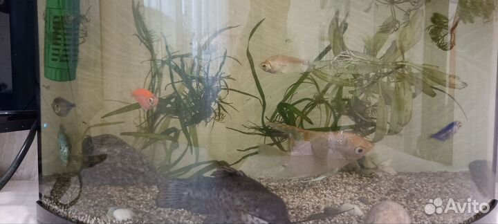 Аквариумные рыбки