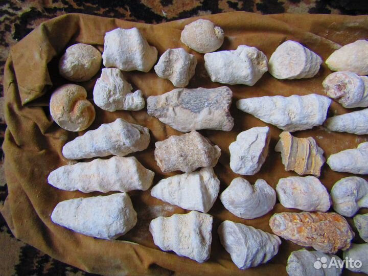 Большая подборка окаменелостей