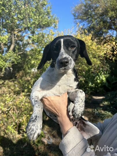 Фокс паулистинья