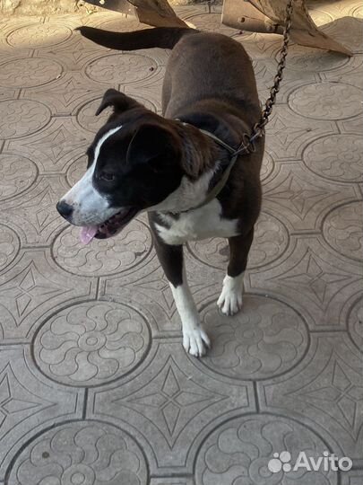 Отдам собаку в добрые руки