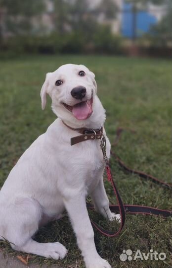 Весёлый щенок