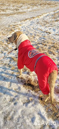 Зимний костюм для собаки