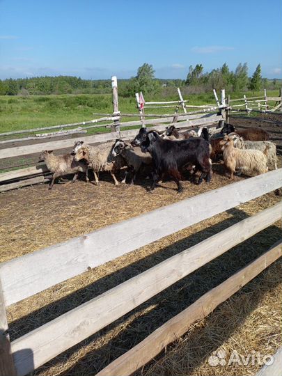 Козы, козёл на племя