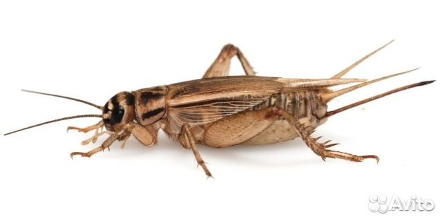 Сверчки кормовые