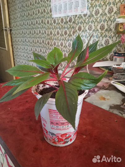 Комнатные растения