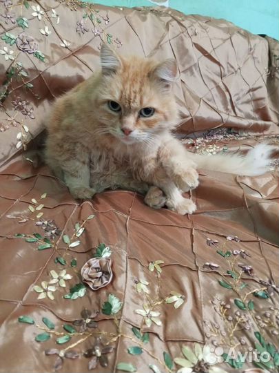 Рыжик ищет дом