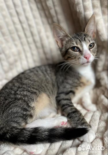 Котята в добрые руки бесплатно