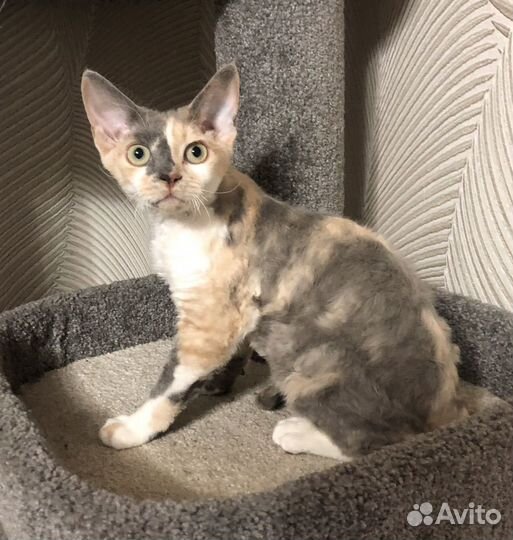 Котята девон-рекс