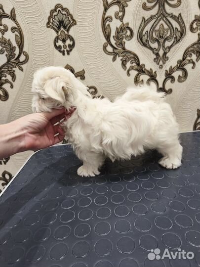 Мальтезе девочка Корейских кровей