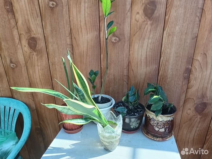 Комнатные цветы