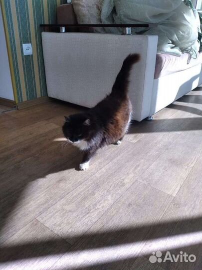 Кошечке очень ищет любящие ручки