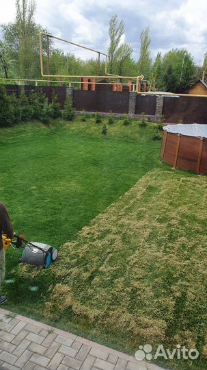 Скарификатор