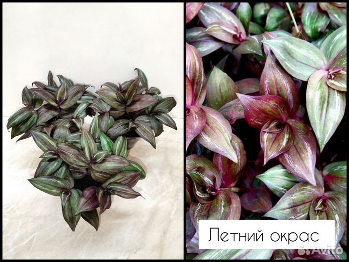 Традесканция Зебрина Дисколор