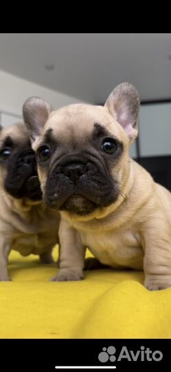 Щеночки Французского бульдога РКФ