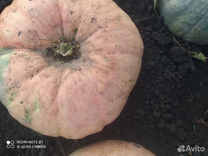 Кабачки и тыкву