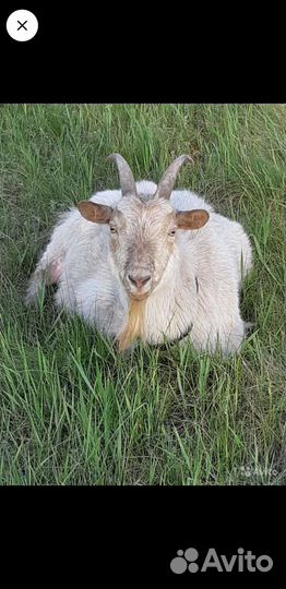 Продам козье молоко