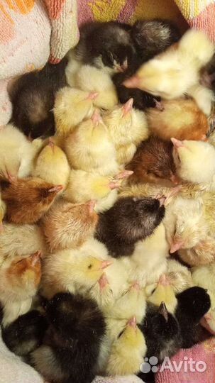Цыплята подрощенные