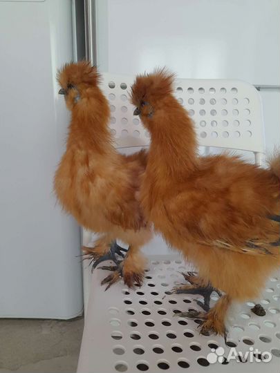 Китайские шелковые цыплята