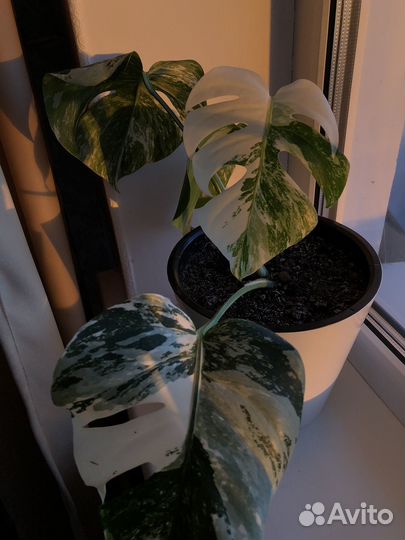 Монстера Альба