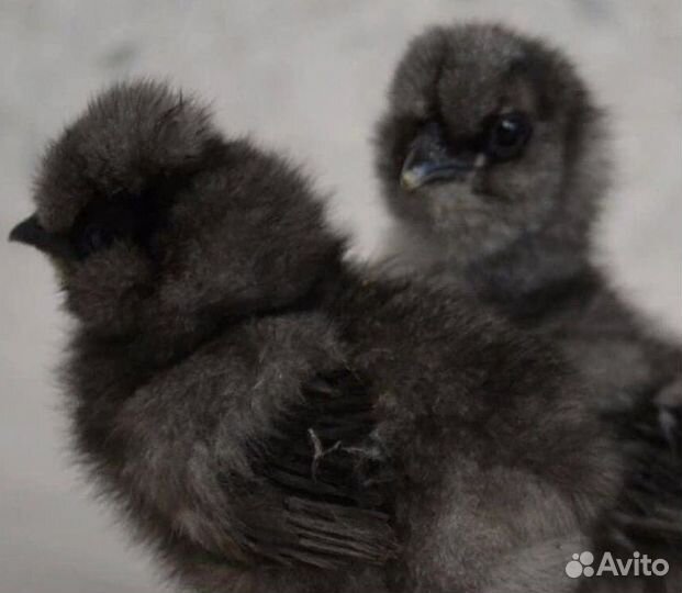 Китайские шелковые цыплята