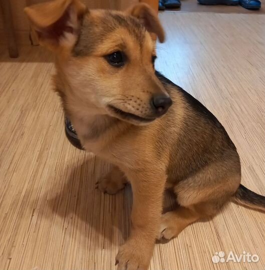 Щенок девочка в добрые руки
