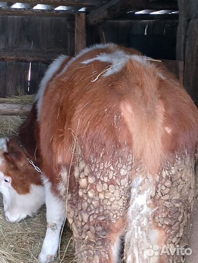 Телочки. Можно на мясо