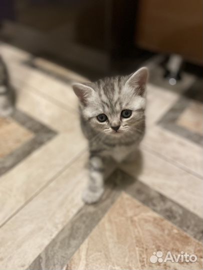 Шотланская