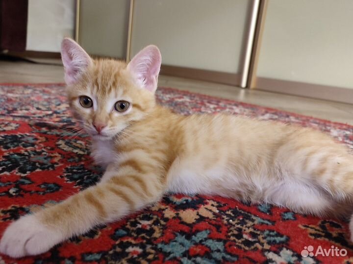 Рыжий котенок мальчик