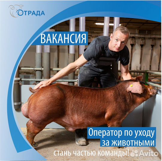 Оператор по уходу за животными (с. Большая Отрада)