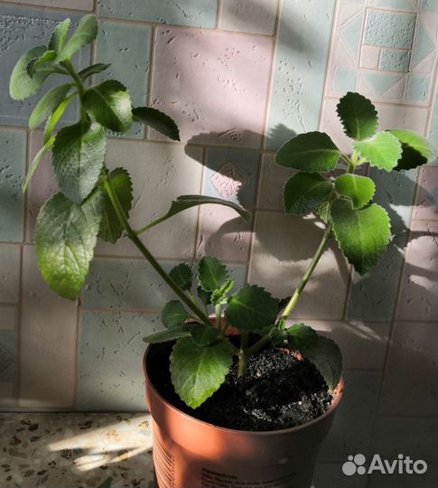 Мята, плектрантус