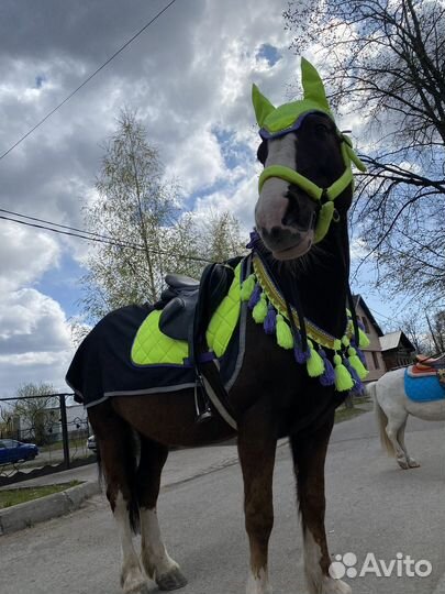 Амуниция для лошади