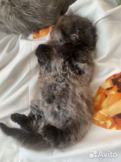 Бесценный кот