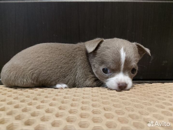 Щенки чихуахуа