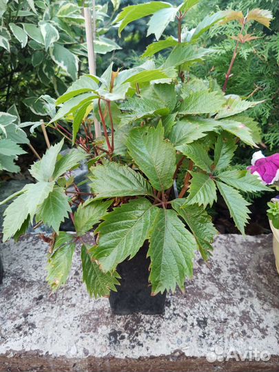 Девичий виноград, спирея принцесса голд, очиток