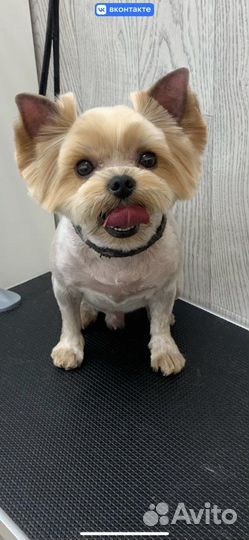 Груминг собак