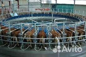 Израильский Доильный Зал SCR