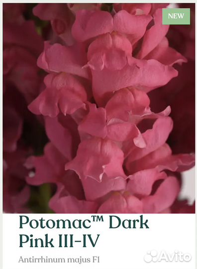 Рассада львиного зева Potomac