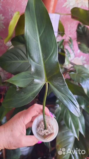 Филодендрон