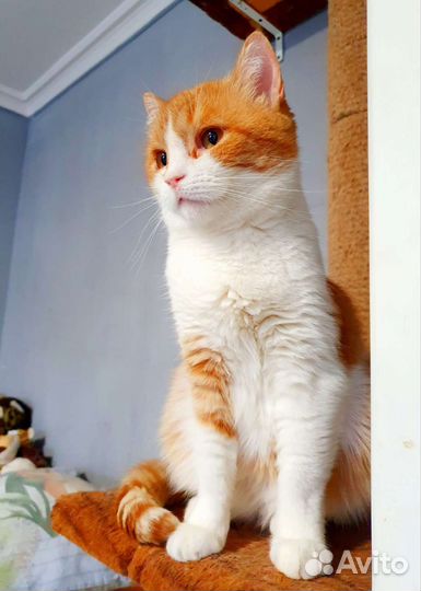 Солнечная Веснушка