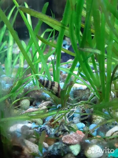 Улитки хилена