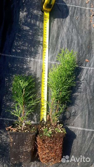 Саженцы смарагд и смарагд голд