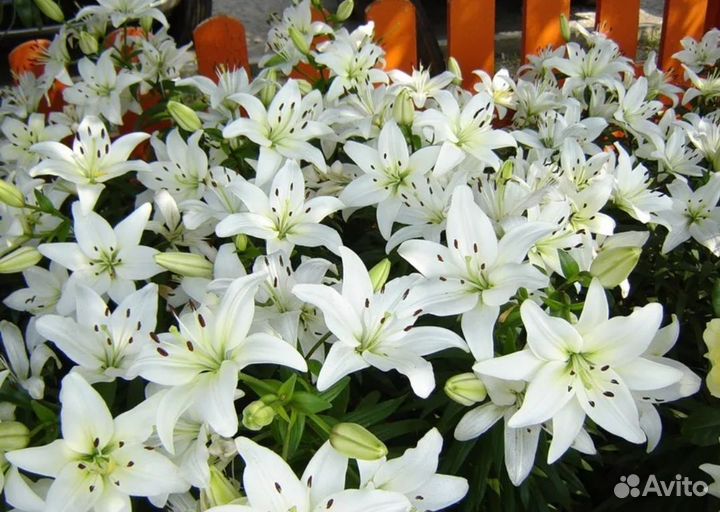 Лилия белая бордюрная