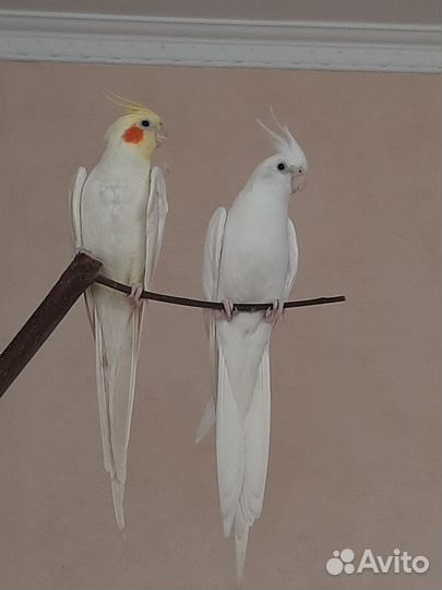 Пара попугаев самка и самец, половозрелые