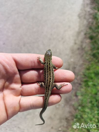 Продам ящерицу