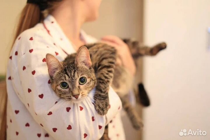 Длинноногая кошечка в добрые руки